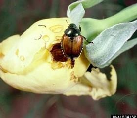 Controlling And Preventing Issues With Japanese Beetles